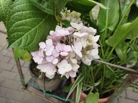 繡球花
