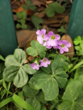 三葉草