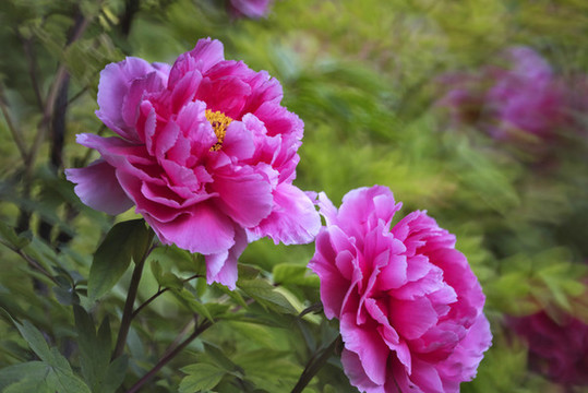牡丹花
