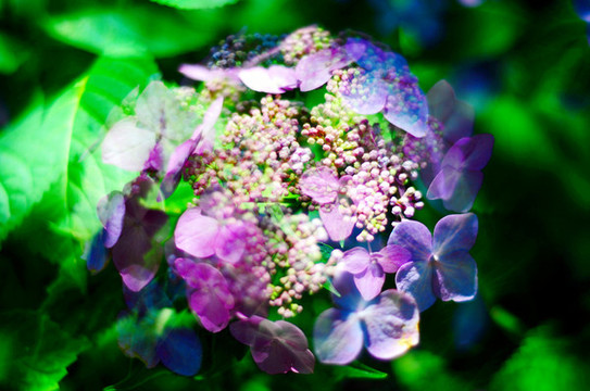 繡球花