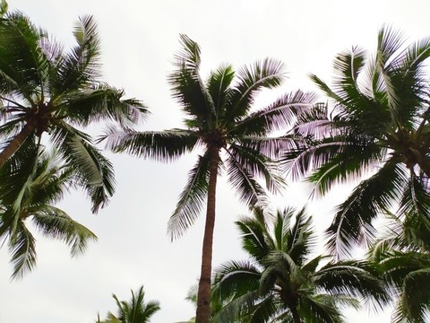 椰樹背景