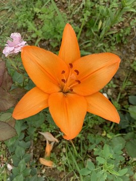 毛百合