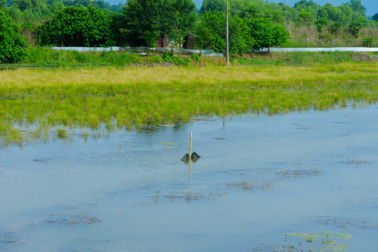 黃陂湖