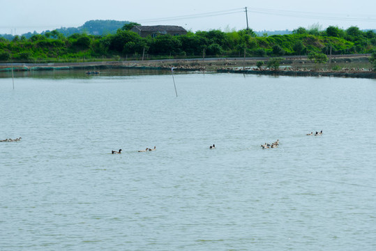 黃陂湖