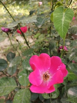 豐花月季薔薇七姐妹