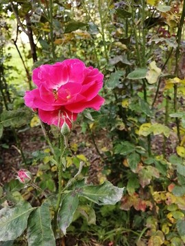 豐花月季薔薇月月紅