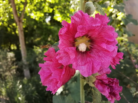 蜀葵芙蓉葵藥蜀葵一丈紅