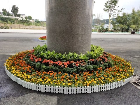 花壇里的花