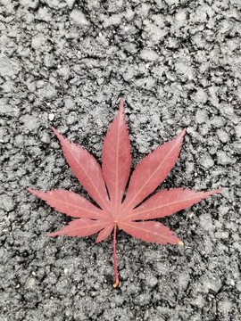 紅楓樹