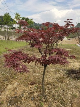 雞爪槭