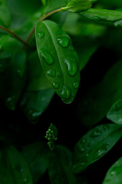 樹葉