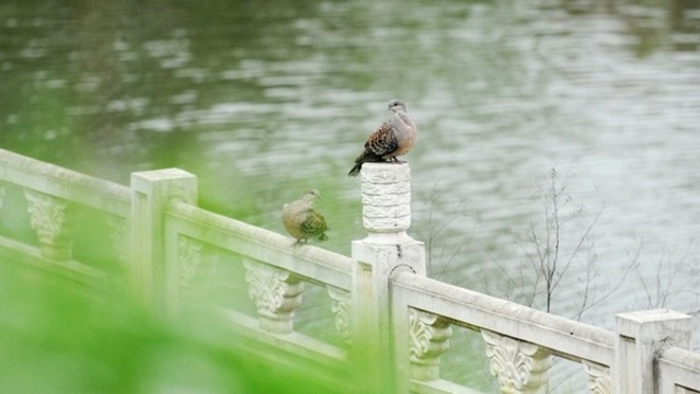 斑鳩