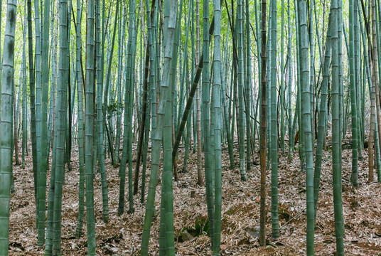 竹林