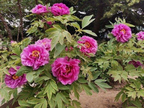 牡丹花