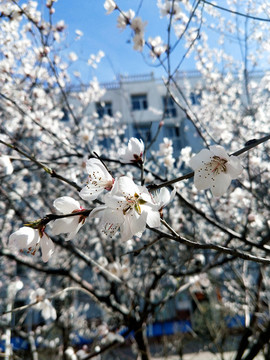 桃花白色1