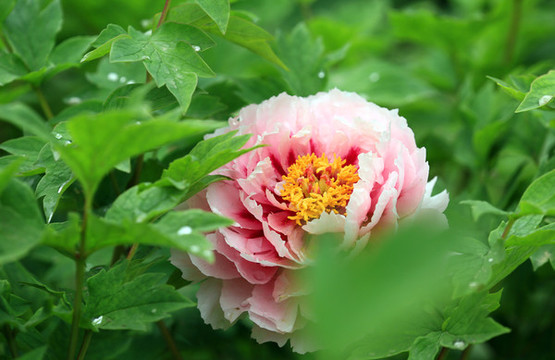 牡丹花開(kāi)