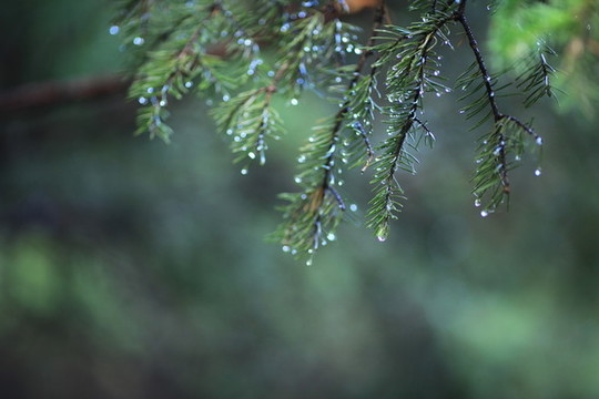 雨中的松針