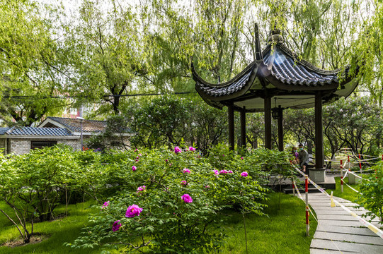 長(zhǎng)春牡丹園景觀和盛開(kāi)的牡丹花
