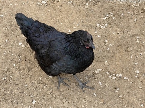 雞