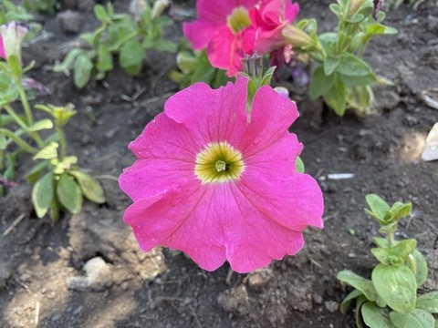 碧冬茄花