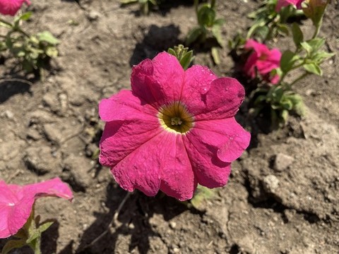 碧冬茄花