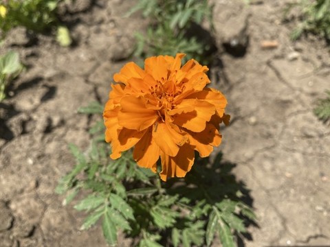 孔雀草花