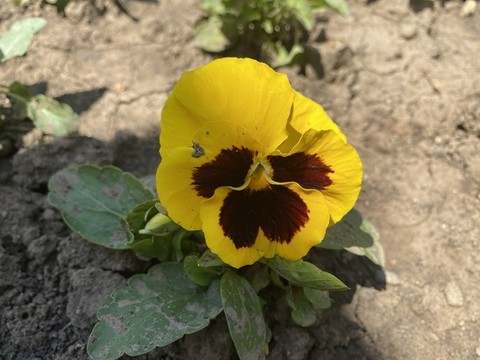 三色堇花