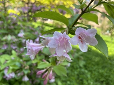 錦帶花