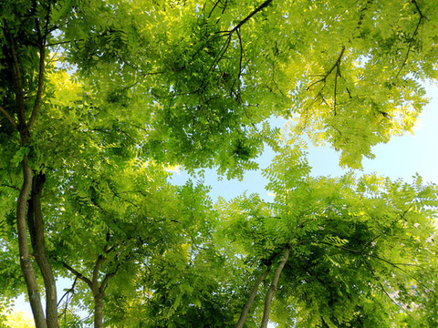 樹(shù)葉天空