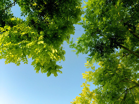 樹葉天空