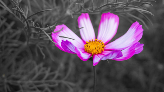 波斯菊