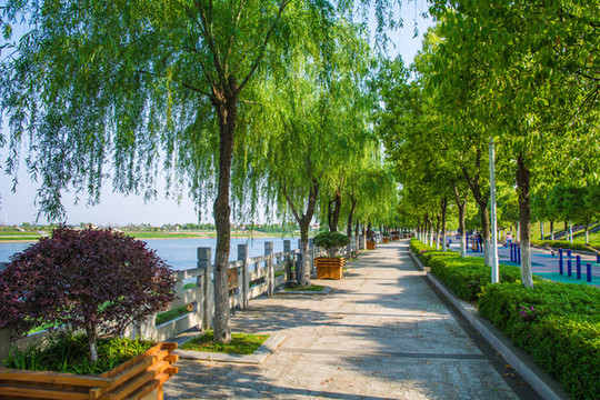 公園綠道楊柳