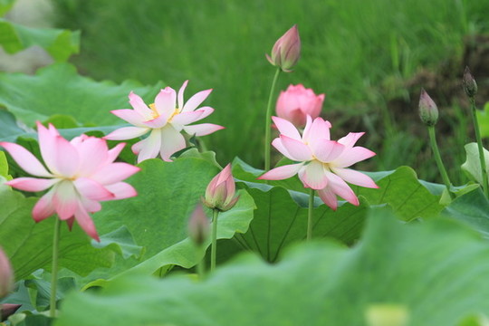樟扒溝荷花E