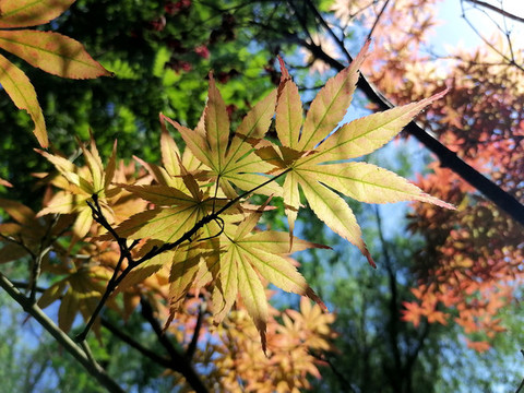 樹葉陽光
