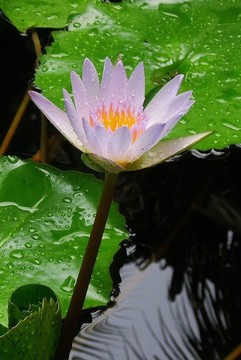 睡蓮花卉