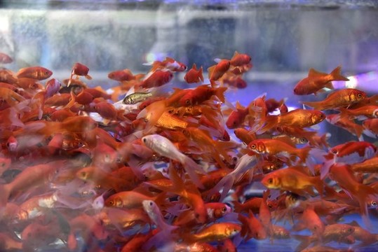 金魚背景