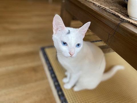 藍(lán)眼睛白貓?zhí)貙? style=