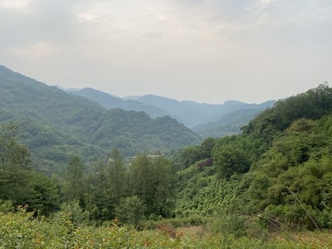 自然風(fēng)景森林植被