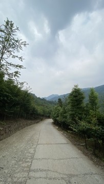 自然風景森林植被