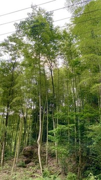 自然風景森林植被