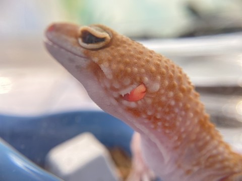 豹紋守宮