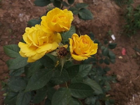 黃色月季花薔薇