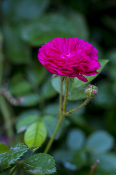薔薇