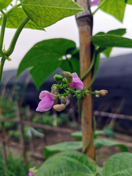 種菜豆