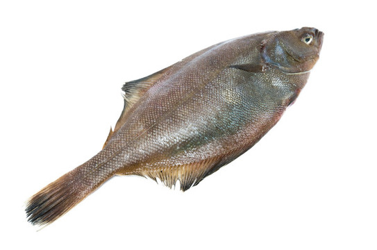 高清比目魚