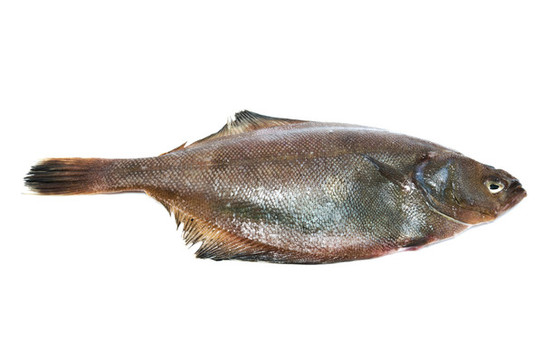 深海比目魚