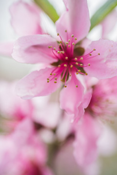 花園里盛開的桃花細(xì)節(jié)
