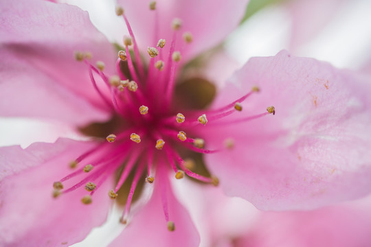 花園里盛開的桃花細節(jié)