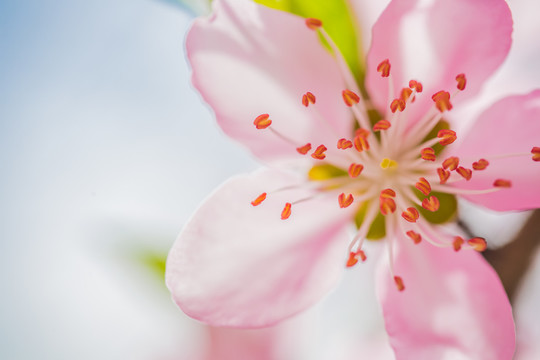 花園里盛開的桃花細節(jié)
