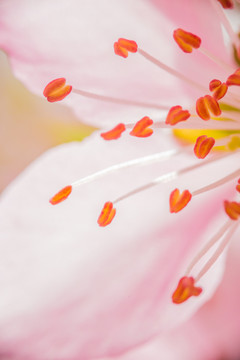 花園里盛開的桃花細節(jié)